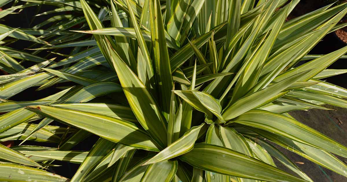 Points noirs sur les plantes yucca: cinq causes et solutions