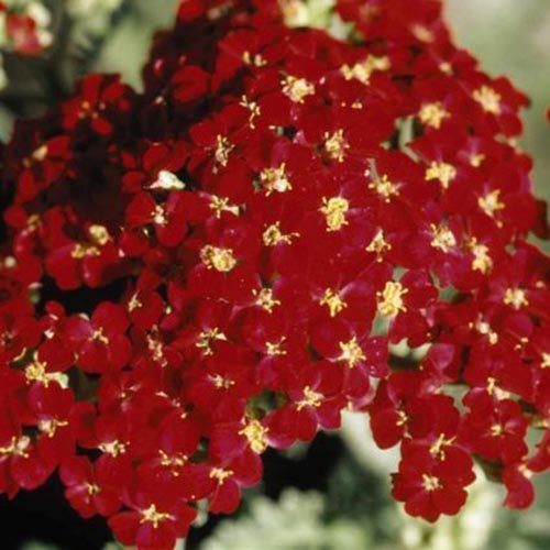 Un gros plan des fleurs rouge vif d'Achillea millefolium «paprika» sur un fond de mise au point doux.