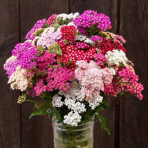 Une image carrée rapprochée d'un vase rempli de fleurs de mine colorées.