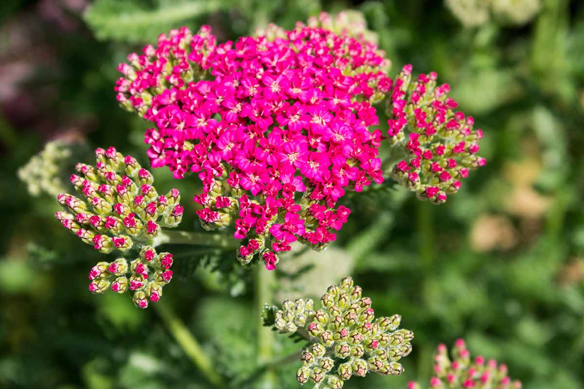 Un gros plan du «nouveau Rose vintage» d'Achillea illustré sous un soleil brillant sur un fond de mise au point doux.