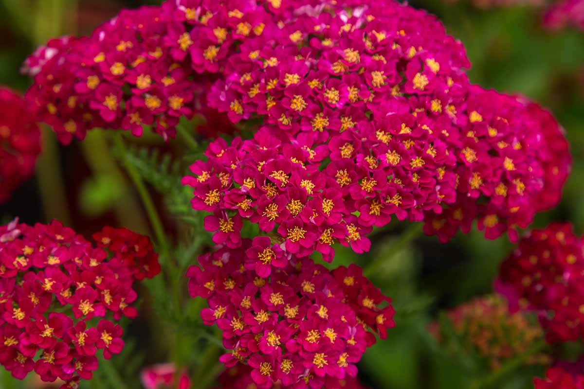 Un gros plan des fleurs rouge vif de la «séduction des fraises» d'Achillea sur un fond de mise au point doux.