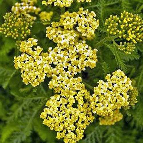 Achillea 