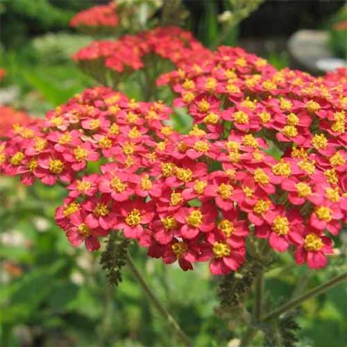 Image carrée d'Achillea rouge avec des centres jaunes et des feuilles vertes.