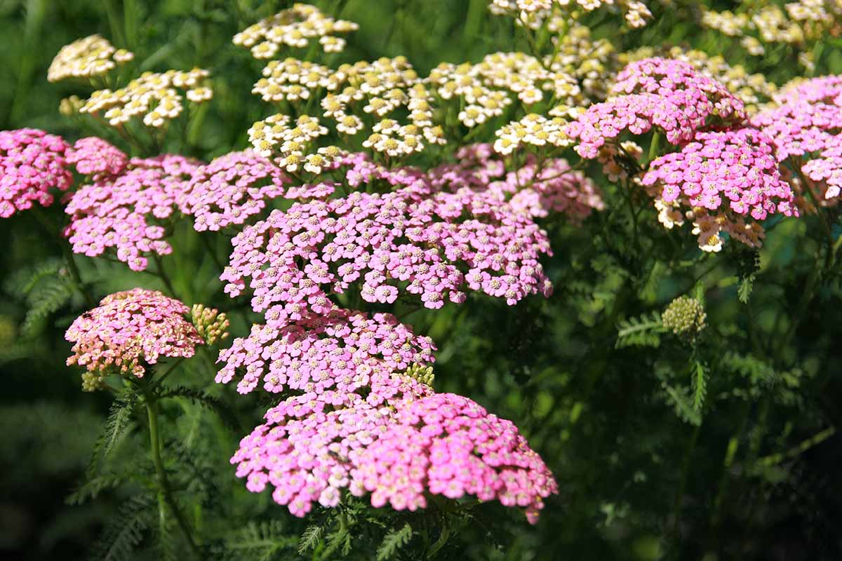 Une image horizontale rapprochée de fleurs de mine colorées poussant dans le paysage.