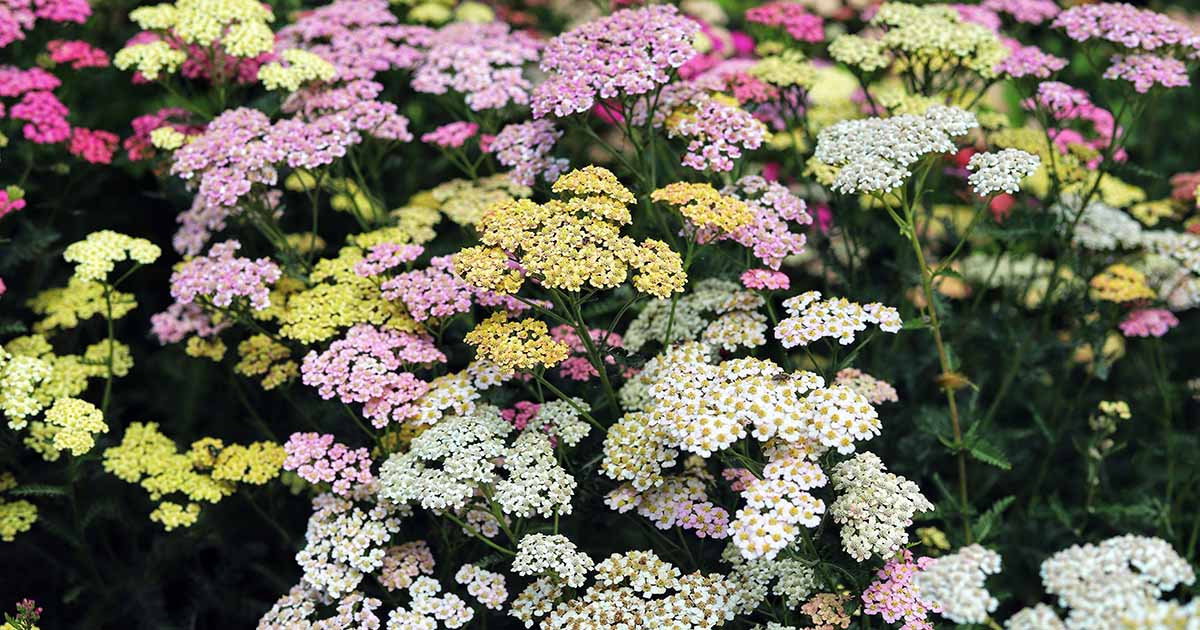 13 des meilleures variétés de milles pour le jardin de la maison