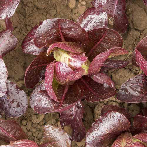 Une image en haut en haut d'une tête d'Ezbruke, un type de romaine poussant dans le jardin.