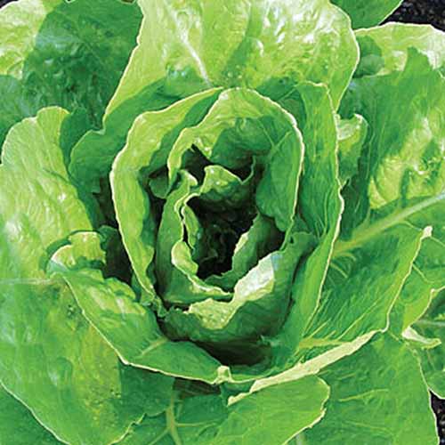 Une image rapprochée en haut de la variété de laitue «Vivian» poussant dans le jardin avec de grandes feuilles vertes plates et un centre dense.