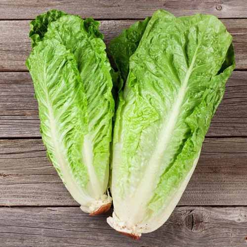 Un gros plan de deux laitues «Paris White» avec des feuilles vert clair et une forme de romaine classique, située sur une surface en bois.