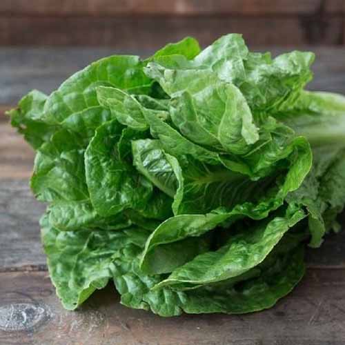 Un gros plan de la variété romaine de l'île parris avec des feuilles vert clair et des tiges blanches placées sur une surface en bois sur un fond de mise au point doux.
