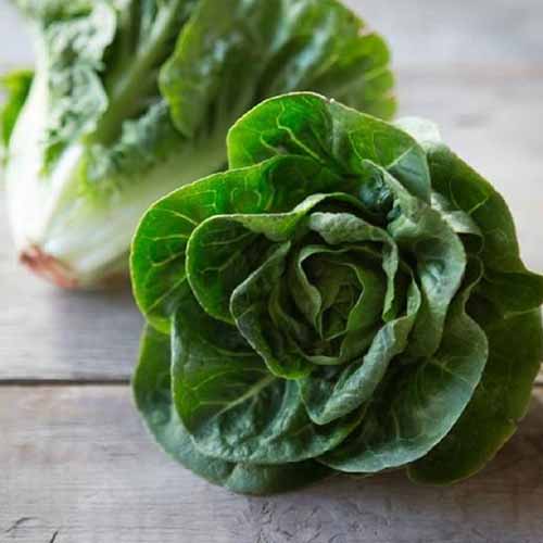 Un gros plan de deux laitues «petit bijou» avec des feuilles vertes et des tiges blanches placées sur une surface en bois.