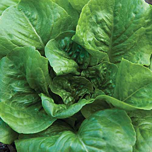 Un haut en bas des grandes feuilles vert plate de la variété de laitue «petite César» poussant dans le jardin.
