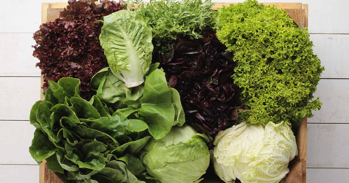 37 des meilleures variétés de laitue pour votre jardin