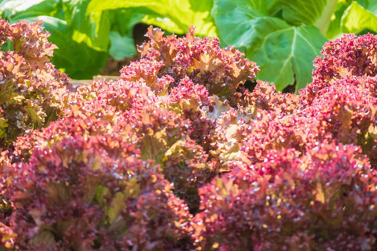 Un gros plan de laitue rosso rouge vif rouge avec des feuilles à froufrous illustrées au soleil vif, avec une variété verte en foyer doux en arrière-plan.