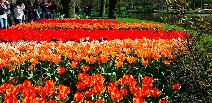 Jardins Keukenhof avec bulbeux en fleurs Jardins Keukenhof avec bulbeux en fleurs