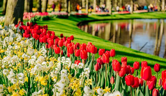 Jardins Keukenhof avec bulbeux en fleurs Jardins Keukenhof avec bulbeux en fleurs