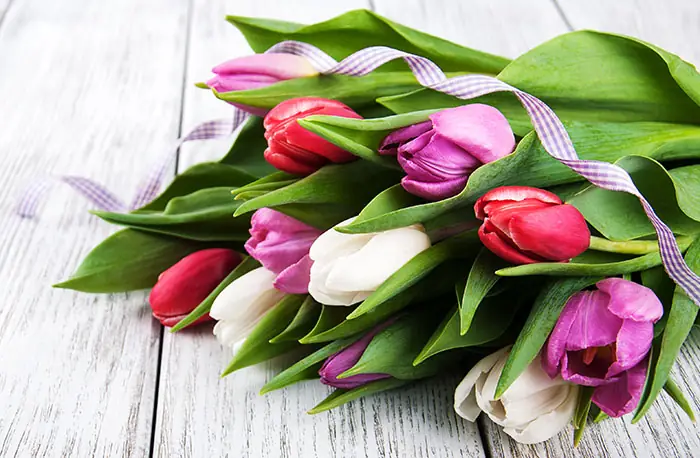 Fleurs de tulipes Fleurs de tulipes