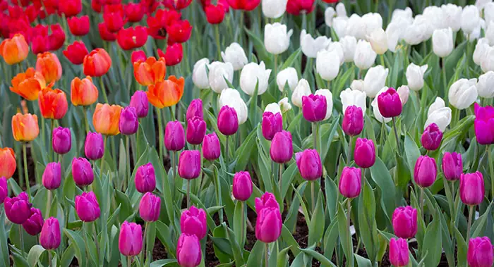 Jardin avec tulipes Jardin avec tulipes