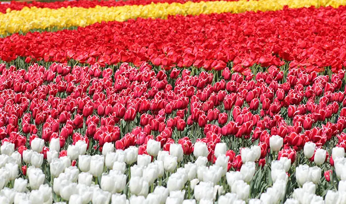 Jardin avec tulipes Jardin avec tulipes