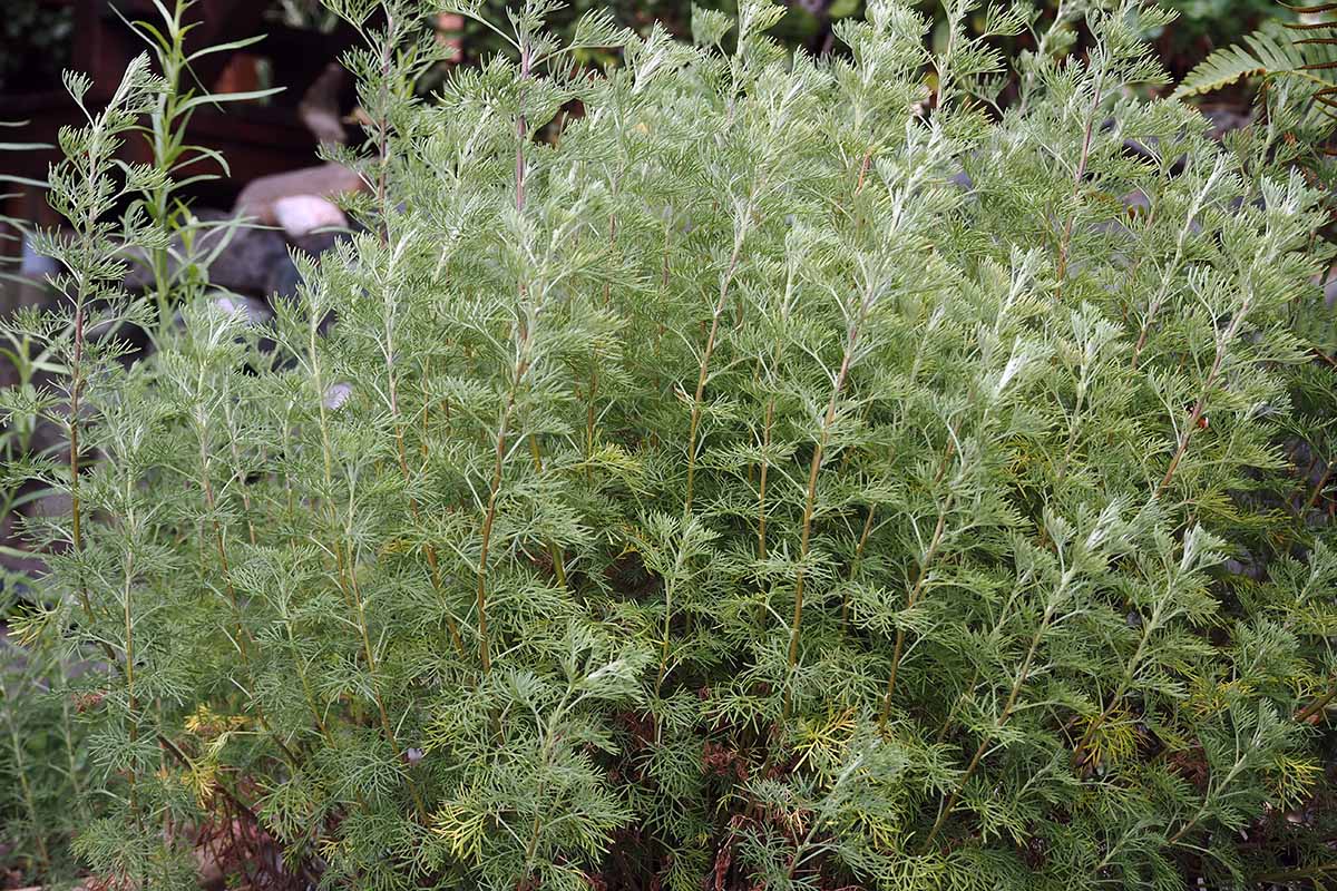 Une image horizontale rapprochée du feuillage plumeuse de Southernwood (Artemisia abrotanum) poussant dans le jardin d'herbes domestiques.
