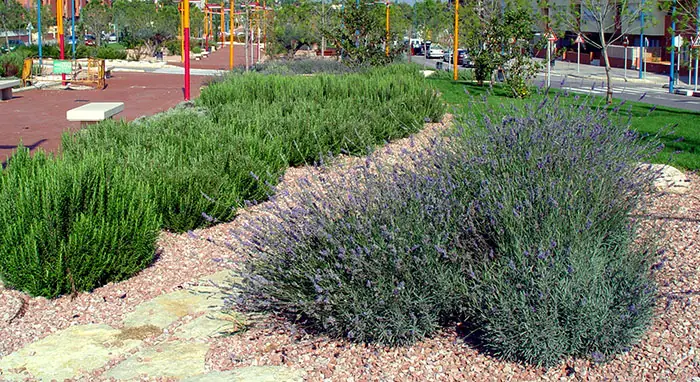 Xerojardín dans un parc public