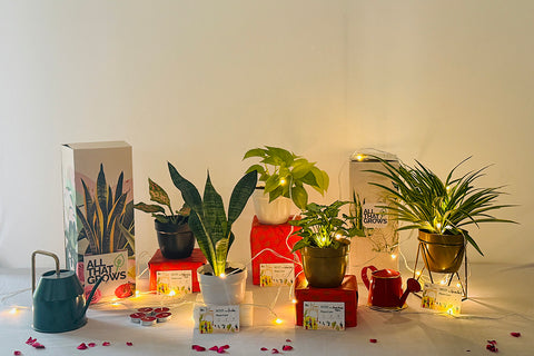 4. Plantes intérieures vivantes