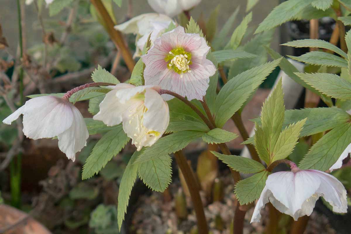 Un gros plan d'un cultivar inhabituel d'Helebore H. thibetanus, 'Tie Kuai Zi' poussant dans le jardin avec des fleurs blanches, légèrement veinées en rose, entourée de feuillage sur un fond de mise au point doux.