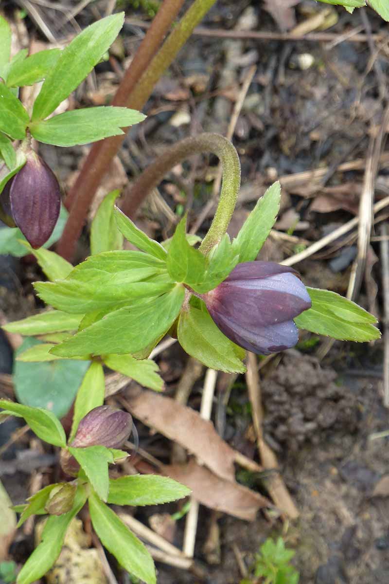 Une image verticale rapprochée de l'espèce d'Helerbore H. torquatus avec des têtes de fleurs violettes légères sur le point de s'ouvrir et un feuillage vert clair sur un fond de mise au point doux.