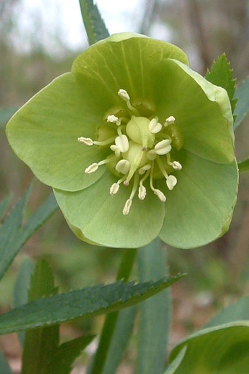 Une image rapprochée verticale d'une fleur d'Hellebore, avec des sépales vert clair poussant dans le jardin sur un fond vert doux.