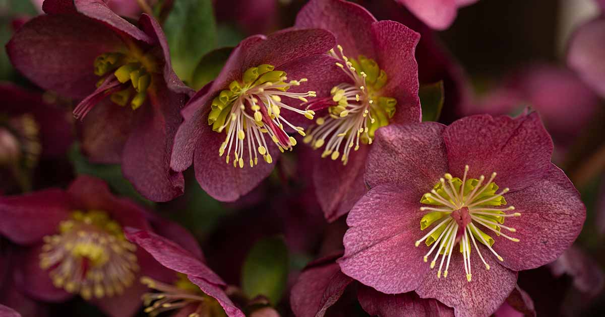 Classification Hellebore: un guide des différents types