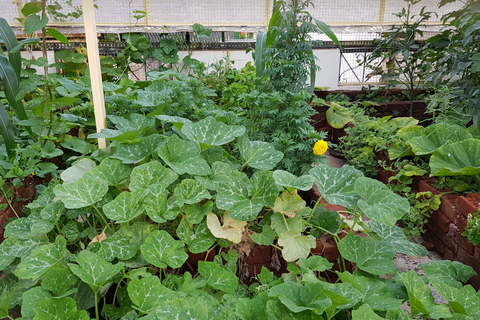 Quelles sont les plantes avec lesquelles vous n'avez pas eu autant de succès?