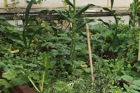 Y a-t-il de nouvelles plantes sur votre liste de souhaits?