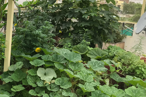 Qu'aimeriez-vous dire à nos nouveaux jardiniers?