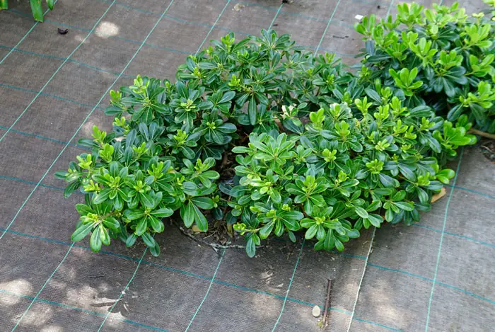 Mesh agricole dans le jardinage