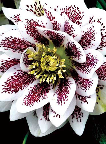 Une image verticale rapprochée des pétales blancs mouchetés de bordeaux de fleur d'Hellebore «Doubles peints», illustré sur un fond de mise au point doux.