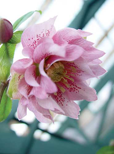 Un gros plan d'une fleur de la variété «Phoebe» de double hellébore, avec des pétales roses clair qui ont des taches roses plus profondes qui les traversent, sur un fond de mise au point doux.