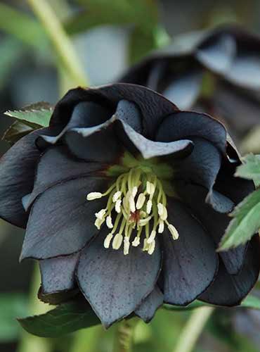 Un gros plan de la fleur profonde et presque noire de «Onyx odyssey» une double hellane.