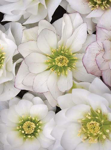Un gros plan des fleurs brillantes et à bords de picohee de hellebores «Sparking Diamond».