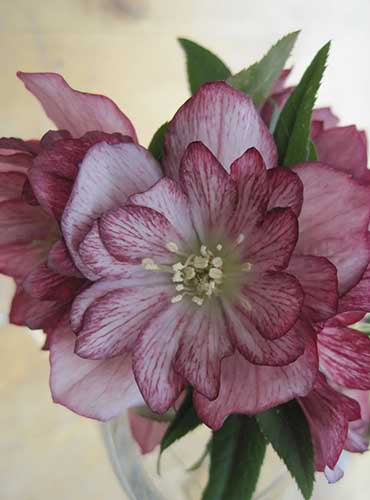Un gros plan de fleur d'hellerbore `` en vitrail '', montrant des pétales rose clair avec des veines violettes foncées et une bordure, sur un fond de mise au point doux.
