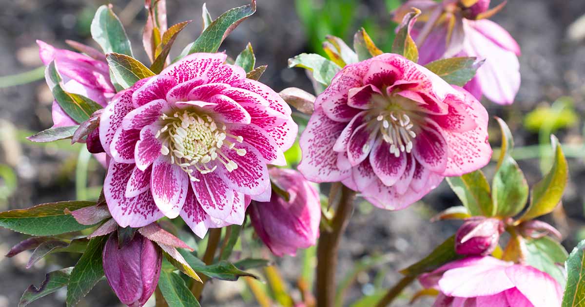 15 des meilleures variétés à double hellebore pour votre jardin