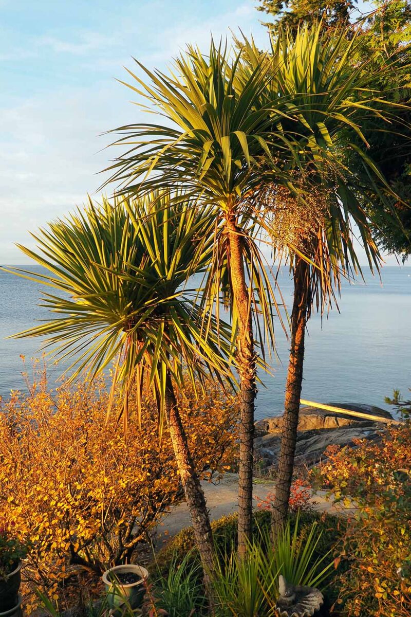 Une image verticale rapprochée de grandes plantes de dracaena avec des lumières de fée enroulées autour des tiges pour les protéger du froid, avec l'océan en arrière-plan.