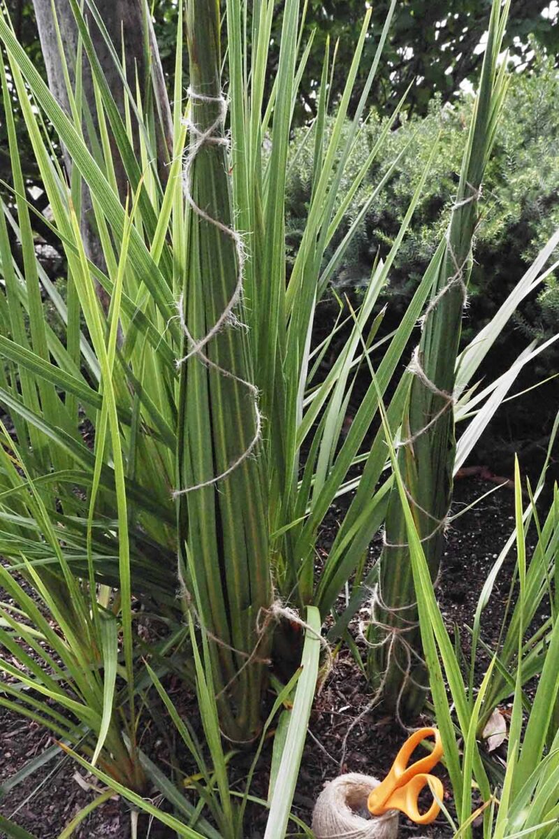 Une image verticale rapprochée des plantes de dracaena avec leur feuillage liées ensemble pour protéger contre le froid.