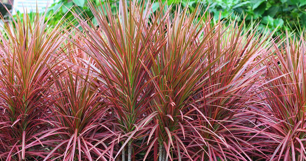 Dracaena Winter Care: protéger les plantes extérieures du froid
