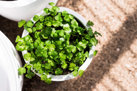 Planter et prendre soin de la coriandre dans les pots