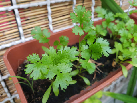 Comment cultiver la coriandre dans de petits espaces