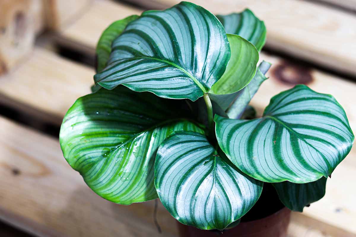 Une image horizontale rapprochée d'une petite plante Goeppertia orbifolia poussant dans un pot noir réglé sur une surface en bois.