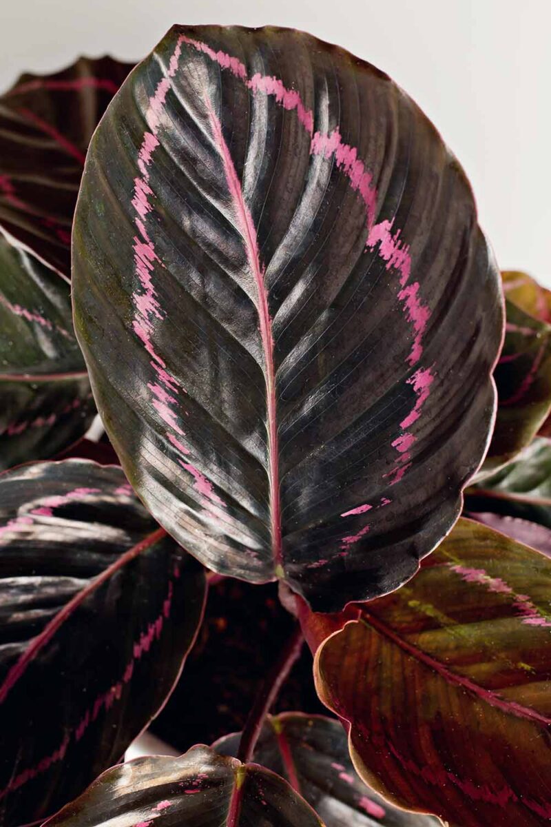 Une image verticale rapprochée du feuillage rose et vert foncé de Goeppertia roseopicta 'Dottie' Prayer Plant illustré sur fond blanc.