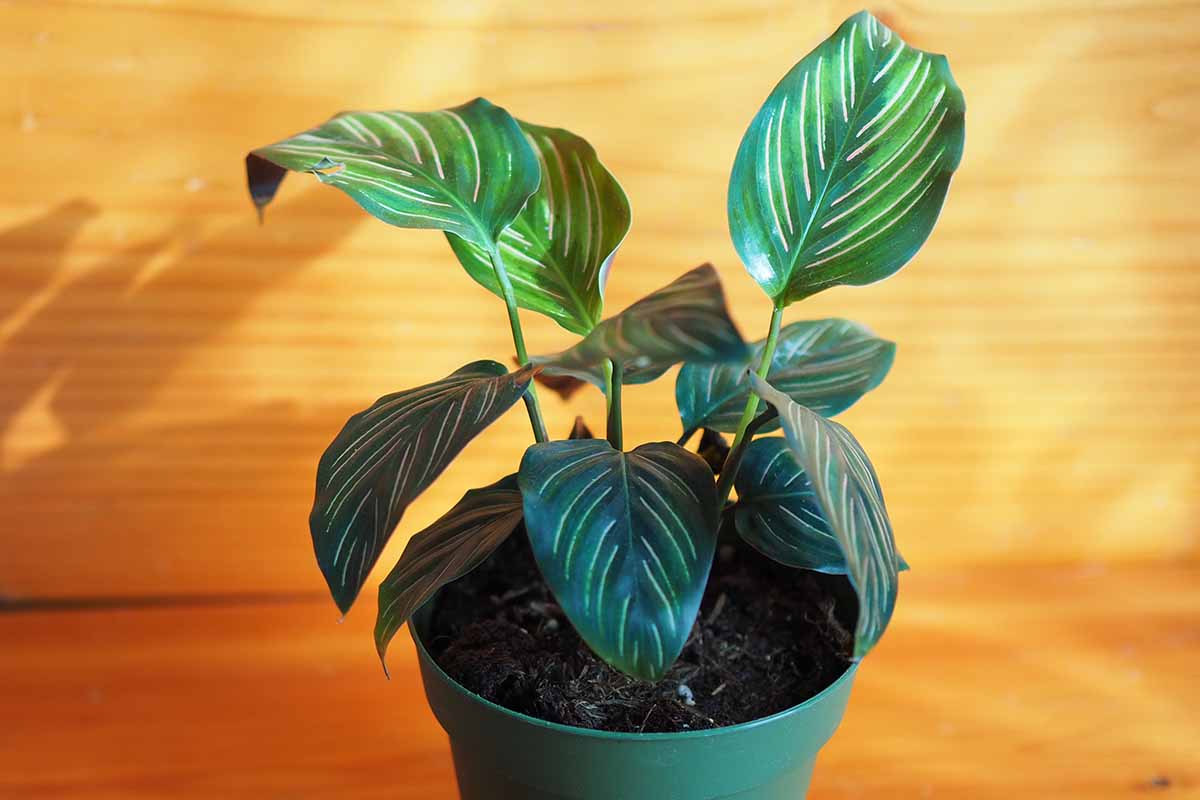 Une image horizontale rapprochée d'une petite plante de prière poussant dans un pot en plastique vert réglé sur une surface en bois.