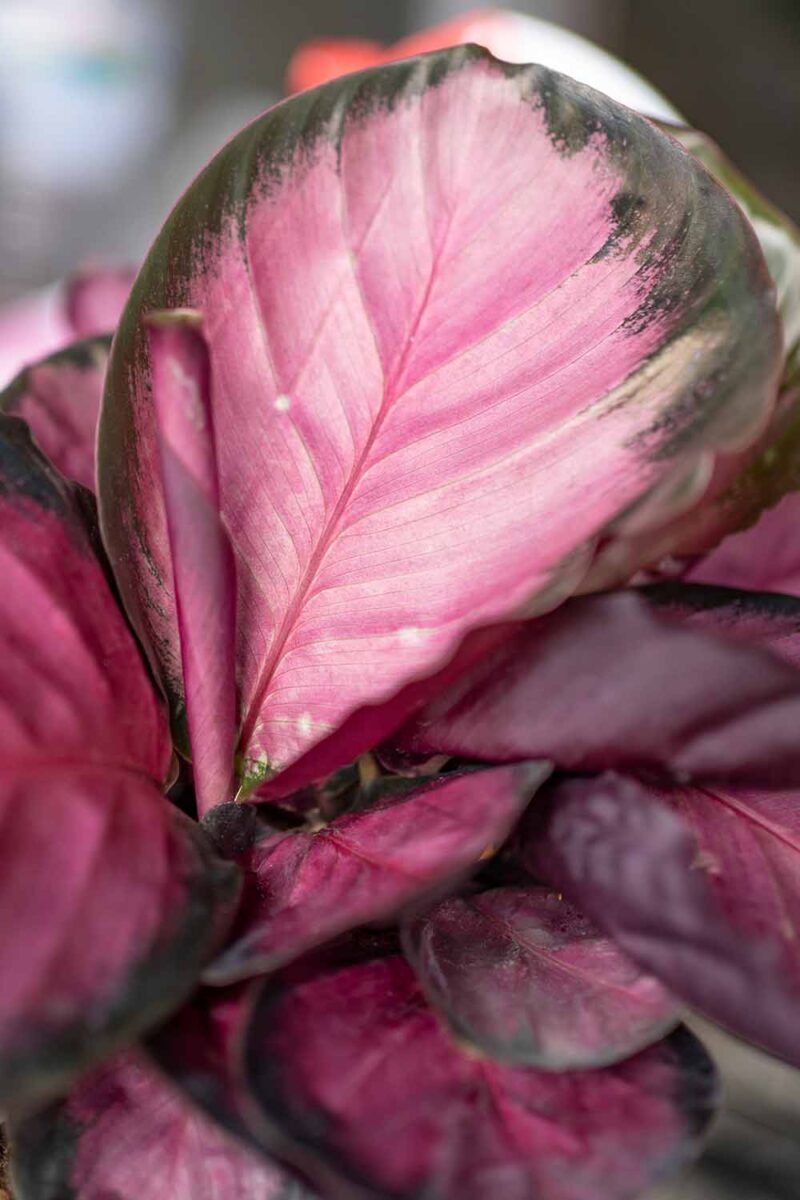 Une image verticale rapprochée d'une plante Calathea roseopicta «rose» poussant dans un petit pot illustré sur un fond de mise au point doux.