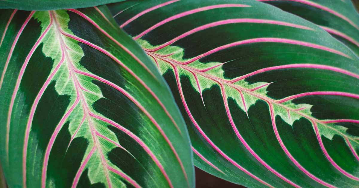 21 Variétés superbes de plantes de prière pour grandir à la maison