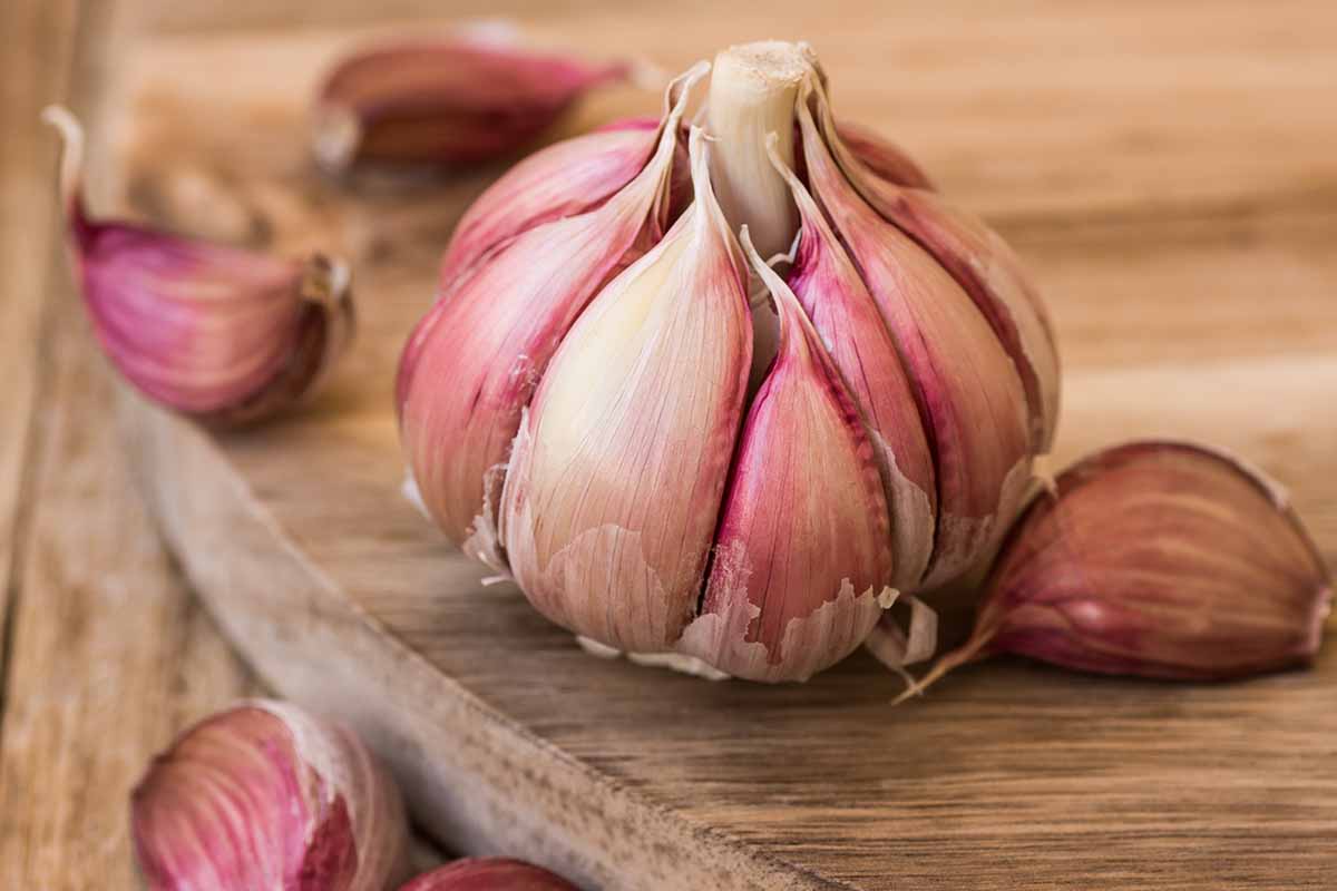 Une image horizontale rapprochée d'une ampoule entière et quelques gousses d'un ail «à rayures violettes» ensemble sur une surface en bois.